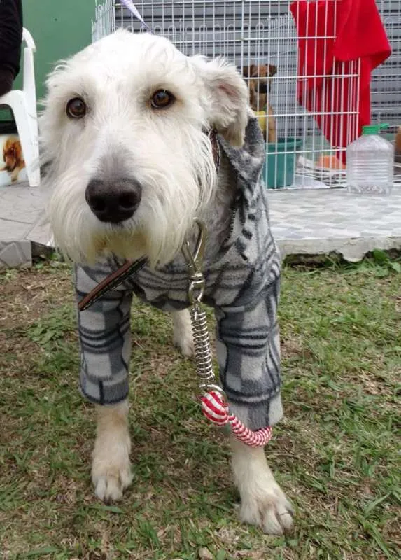 Cachorro ra a SRD idade 2 anos nome Safir