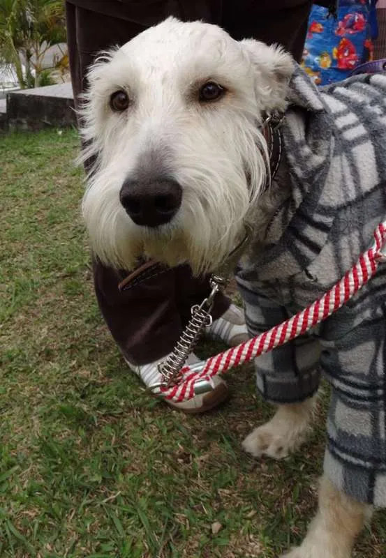 Cachorro ra a SRD idade 2 anos nome Safir