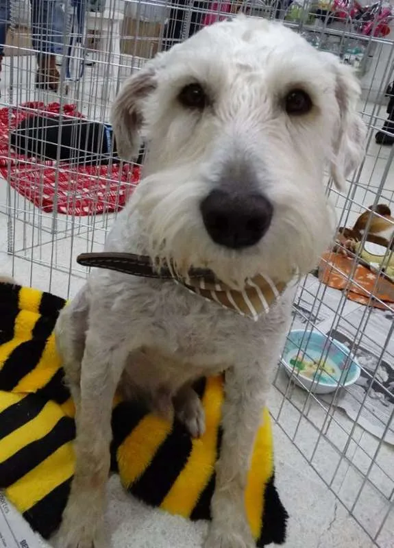 Cachorro ra a SRD idade 2 anos nome Safir