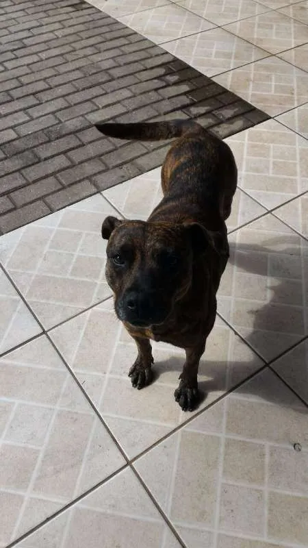 Cachorro ra a srd idade 2 anos nome Karla
