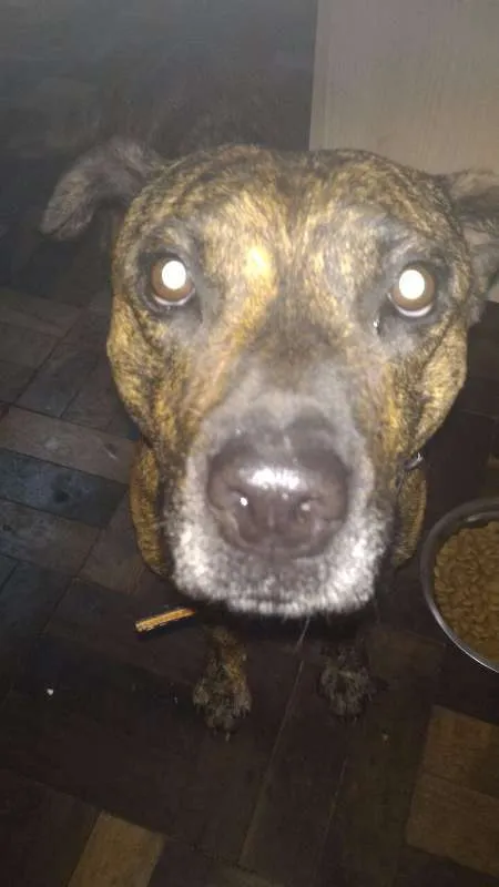 Cachorro ra a srd idade 2 anos nome Karla