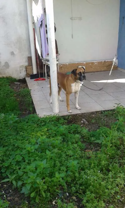 Cachorro ra a Boxer idade 2 anos nome Zeus