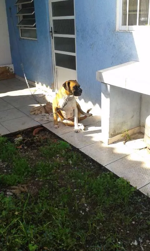 Cachorro ra a Boxer idade 2 anos nome Zeus