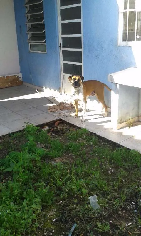 Cachorro ra a Boxer idade 2 anos nome Zeus