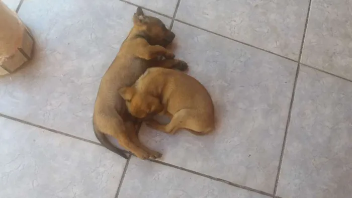 Cachorro ra a Vira lata idade 2 a 6 meses nome Belinha e nina