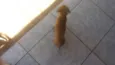 Belinha e nina
