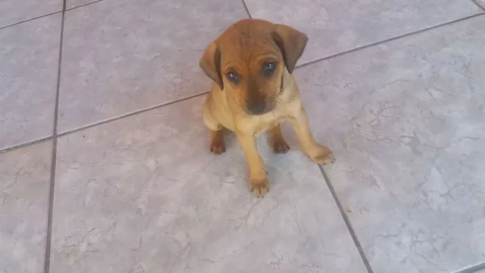 Cachorro ra a Vira lata idade 2 a 6 meses nome Belinha e nina