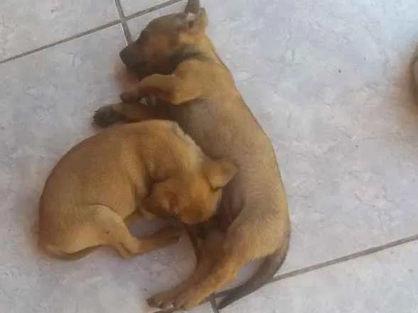 Cachorro ra a Vira lata idade 2 a 6 meses nome Belinha e nina