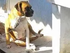 Cachorro raça Boxer idade 2 anos nome Zeus