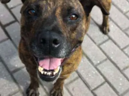 Cachorro ra a srd idade 2 anos nome Karla