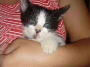 Gato raça vira lata idade Abaixo de 2 meses nome nike