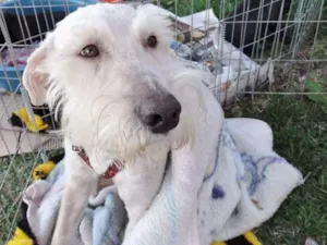 Cachorro raça SRD idade 2 anos nome Safir