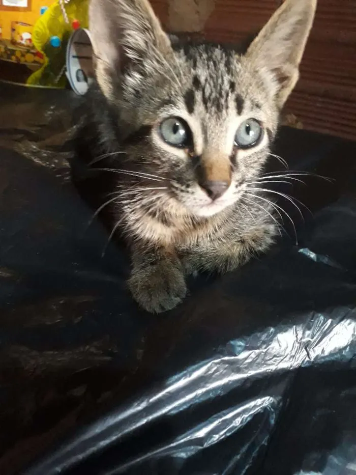 Gato ra a  idade 2 a 6 meses nome Tunder 