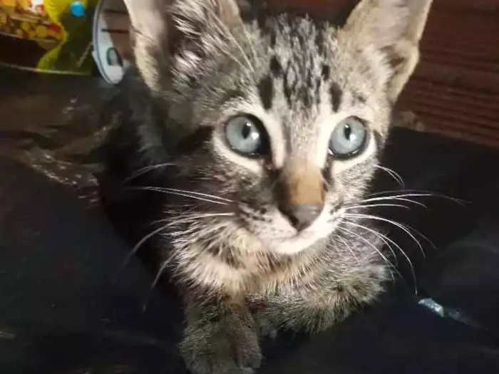 Gato ra a  idade 2 a 6 meses nome Tunder 