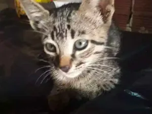Gato raça  idade 2 a 6 meses nome Tunder 
