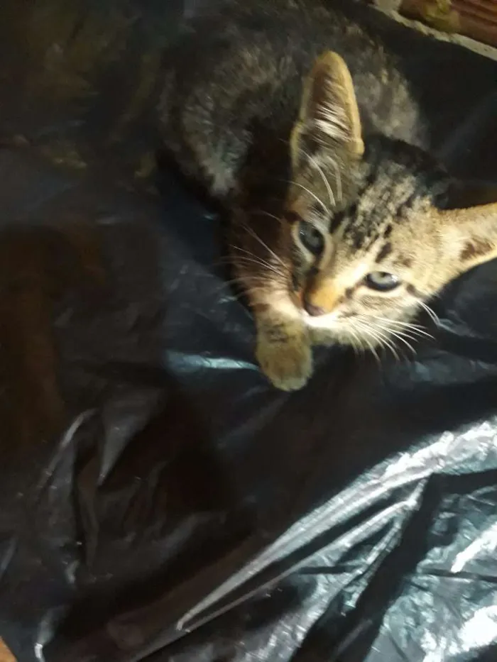 Gato ra a  idade 2 a 6 meses nome Tunder 