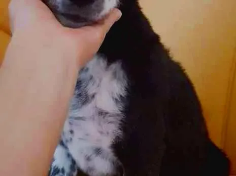 Cachorro ra a SRD idade 2 a 6 meses nome Diamante, Nemo, etc 