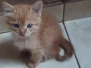 Gato raça varias idade 2 a 6 meses nome gatos 