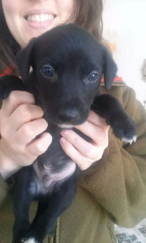 Cachorro ra a SRD idade Abaixo de 2 meses nome Escolha o meu nome