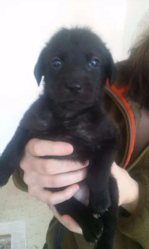 Cachorro ra a SRD idade Abaixo de 2 meses nome Escolha o meu nome