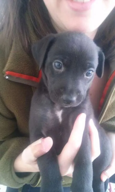 Cachorro ra a SRD idade Abaixo de 2 meses nome Escolha o meu nome
