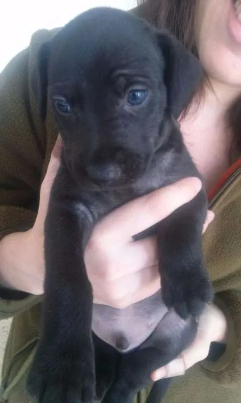 Cachorro ra a SRD idade Abaixo de 2 meses nome Escolha o meu nome