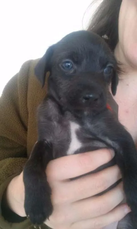 Cachorro ra a SRD idade Abaixo de 2 meses nome Escolha o meu nome