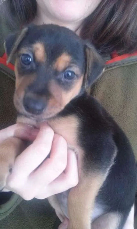 Cachorro ra a SRD idade Abaixo de 2 meses nome Escolha o meu nome