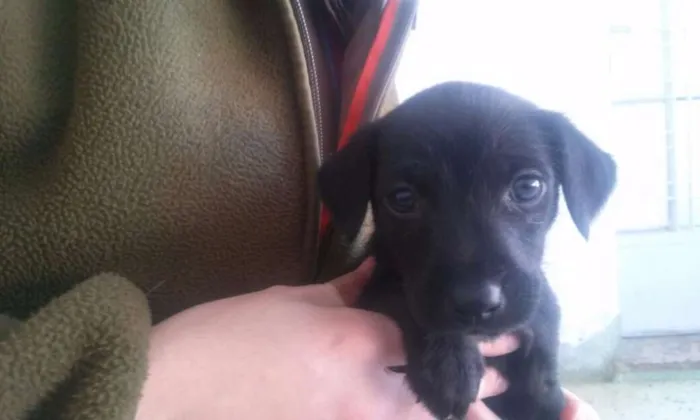 Cachorro ra a SRD idade Abaixo de 2 meses nome Escolha o meu nome