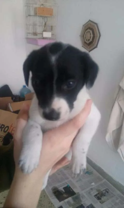 Cachorro ra a SRD idade Abaixo de 2 meses nome Escolha o meu nome
