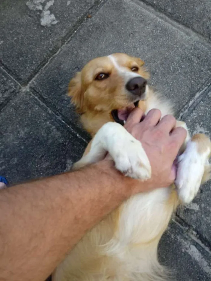 Cachorro ra a Mestiça idade 2 anos nome Belinha