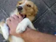 Belinha
