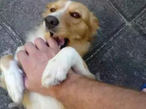 Cachorro raça Mestiça idade 2 anos nome Belinha