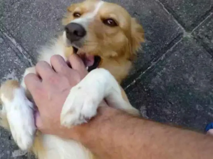 Cachorro ra a Mestiça idade 2 anos nome Belinha