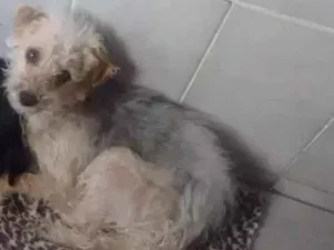 Cachorro raça Vira lata idade 1 ano nome Lucy