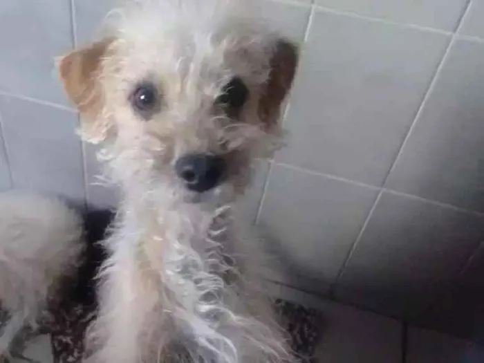 Cachorro ra a Vira lata idade 1 ano nome Lucy