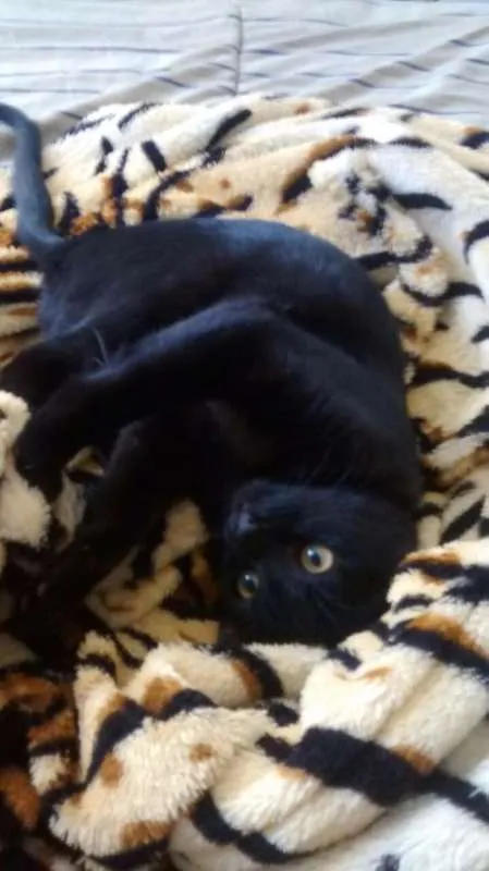 Gato raça  idade 2 a 6 meses nome PINK