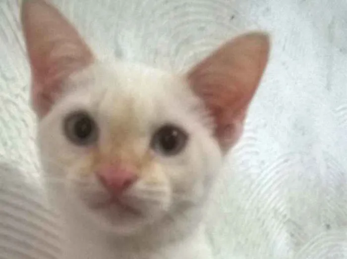 Gato raça misto com Siamês idade 2 a 6 meses nome Teck