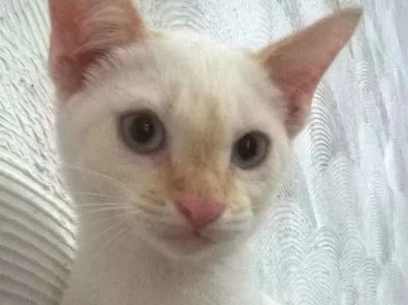 Gato raça misto com Siamês idade 2 a 6 meses nome Teck