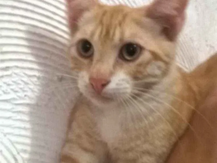 Gato raça misto com Siamês  idade 2 a 6 meses nome Jubinha