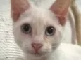 Oliver