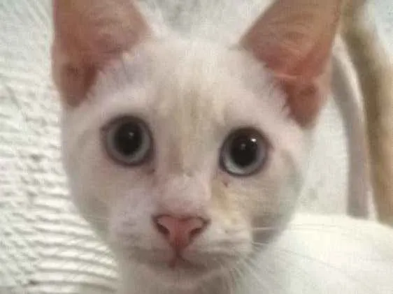 Gato raça misto com Siames idade 2 a 6 meses nome Oliver