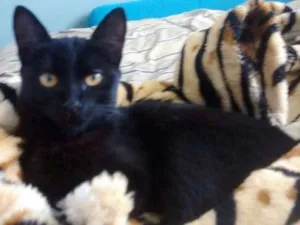 Gato raça  idade 2 a 6 meses nome PINK