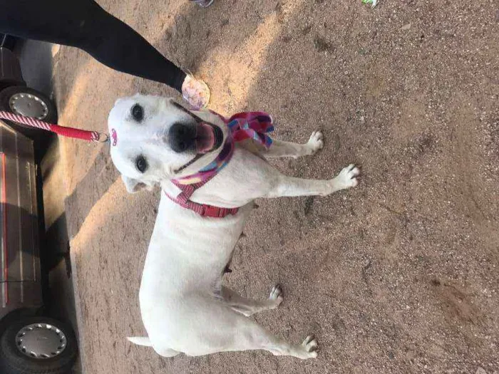 Cachorro ra a SRD idade 2 anos nome Branca