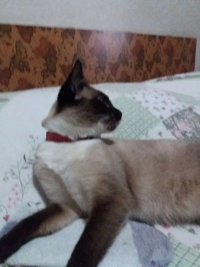 Gato ra a Mestiça siamês idade 2 a 6 meses nome Não sei