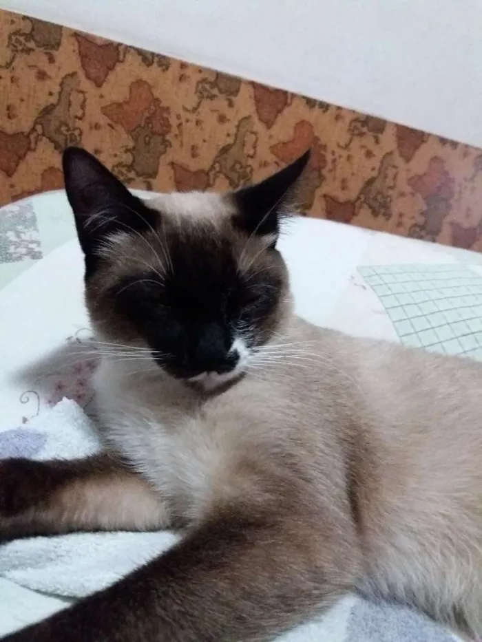 Gato ra a Mestiça siamês idade 2 a 6 meses nome Não sei