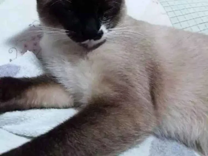 Gato ra a Mestiça siamês idade 2 a 6 meses nome Não sei