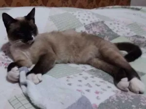 Gato raça Mestiça siamês idade 2 a 6 meses nome Não sei