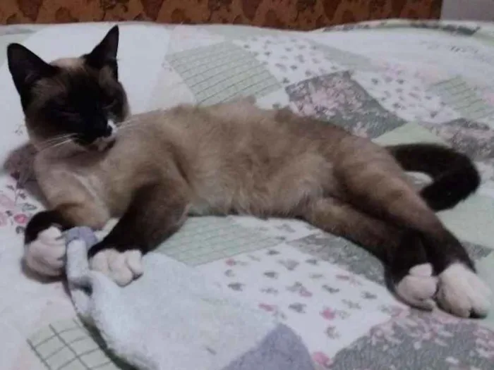 Gato ra a Mestiça siamês idade 2 a 6 meses nome Não sei