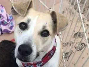 Cachorro raça SRD idade 1 ano nome Amaya